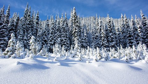 Обои небо, деревья, снег, лес, зима, пейзаж, сугробы, the sky, trees, snow, forest, winter, landscape, the snow разрешение 1920x1276 Загрузить