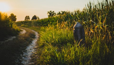 Обои дорога, трава, природа, поле, лето, road, grass, nature, field, summer разрешение 1920x1200 Загрузить