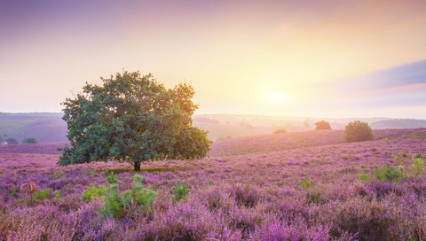 Обои небо, цветы, природа, дерево, пейзаж, поле, горизонт, вереск, the sky, flowers, nature, tree, landscape, field, horizon, heather разрешение 3840x2400 Загрузить