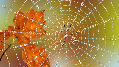 Обои листья, макро, капли, осень, паук, паутина, капельки росы, leaves, macro, drops, autumn, spider, web, drops of dew разрешение 2880x1800 Загрузить