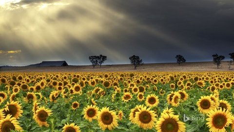 Обои деревья, природа, тучи, лучи, поле, подсолнухи, trees, nature, clouds, rays, field, sunflowers разрешение 1920x1200 Загрузить