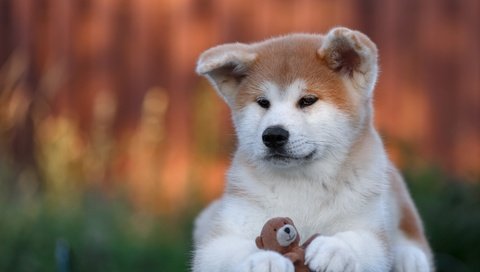 Обои собака, игрушка, щенок, акита-ину, акита, dog, toy, puppy, akita inu, akita разрешение 2880x1800 Загрузить