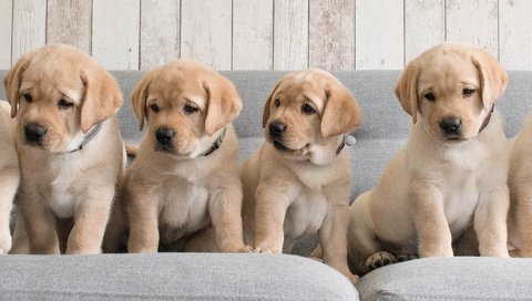 Обои щенки, диван, собаки, лабрадоры, ретриверы, puppies, sofa, dogs, labradors, retrievers разрешение 1920x1200 Загрузить