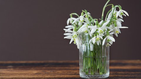 Обои цветы, весна, ваза, подснежники, flowers, spring, vase, snowdrops разрешение 2880x1800 Загрузить