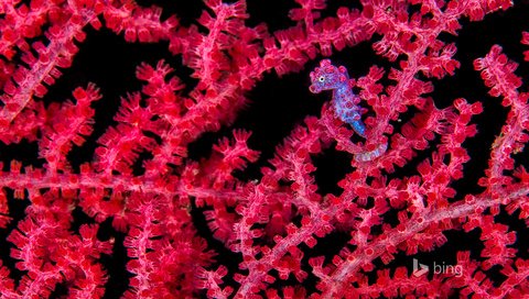 Обои море, кораллы, морской конек, риф, подводный мир, sea, corals, seahorse, reef, underwater world разрешение 1920x1200 Загрузить