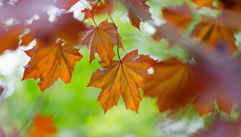 Обои листья, макро, осень, клен, leaves, macro, autumn, maple разрешение 1920x1080 Загрузить