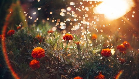 Обои свет, цветы, солнце, блики, бархатцы, light, flowers, the sun, glare, marigolds разрешение 1920x1200 Загрузить