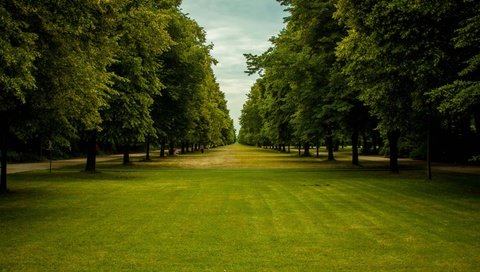 Обои небо, трава, деревья, парк, ветки, зеленые листья, the sky, grass, trees, park, branches, green leaves разрешение 2880x1800 Загрузить