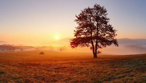Обои небо, дерево в поле, свет, дерево, утро, туман, горизонт, рассвет, луг, the sky, tree in a field, light, tree, morning, fog, horizon, dawn, meadow разрешение 1920x1200 Загрузить