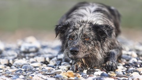 Обои камни, мордочка, взгляд, собака, бордер-колли, stones, muzzle, look, dog, the border collie разрешение 1975x1236 Загрузить