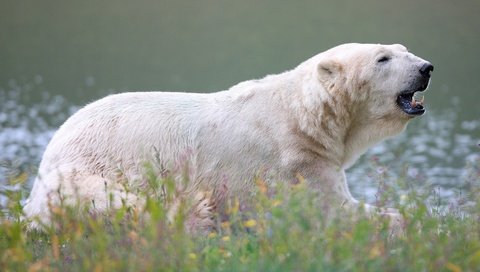 Обои цветы, трава, медведь, белый медведь, полярный, flowers, grass, bear, polar bear, polar разрешение 3840x2160 Загрузить