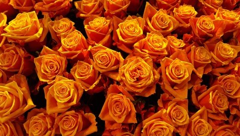Обои цветы, бутоны, розы, лепестки, flowers, buds, roses, petals разрешение 3958x2226 Загрузить