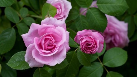 Обои цветы, бутоны, розы, розовые, куст, flowers, buds, roses, pink, bush разрешение 4288x2848 Загрузить