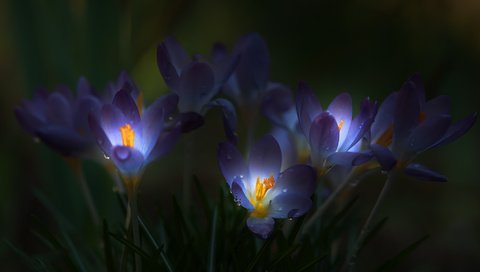 Обои свет, цветы, трава, капли, лепестки, темнота, крокусы, light, flowers, grass, drops, petals, darkness, crocuses разрешение 2048x1360 Загрузить