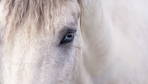 Обои лошадь, фон, глаз, конь, грива, horse, background, eyes, mane разрешение 2048x1358 Загрузить