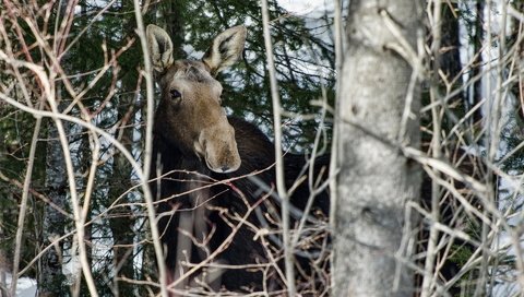 Обои деревья, лес, ветки, животное, лось, лосенок, trees, forest, branches, animal, moose, calf разрешение 1920x1200 Загрузить