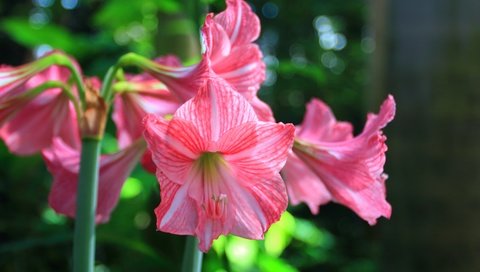 Обои цветы, стебли, лилии, амариллис, flowers, stems, lily, amaryllis разрешение 5184x3456 Загрузить