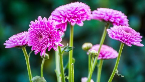 Обои цветы, макро, стебель, хризантемы, боке, flowers, macro, stem, chrysanthemum, bokeh разрешение 1920x1279 Загрузить