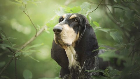 Обои морда, листья, ветки, собака, бассет, бассет-хаунд, face, leaves, branches, dog, bassett, the basset hound разрешение 2048x1365 Загрузить