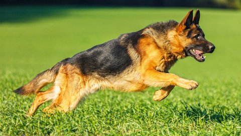 Обои трава, собака, немецкая овчарка, овчарка, ване, grass, dog, german shepherd, shepherd, vanya разрешение 1920x1200 Загрузить