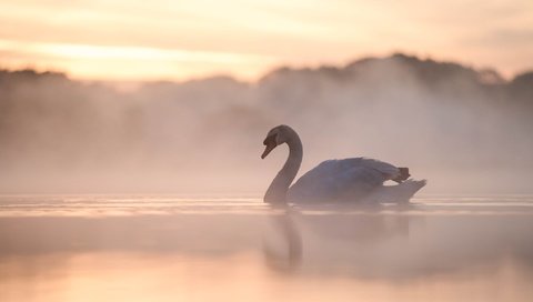 Обои озеро, утро, туман, птица, лебедь, lake, morning, fog, bird, swan разрешение 3000x2000 Загрузить