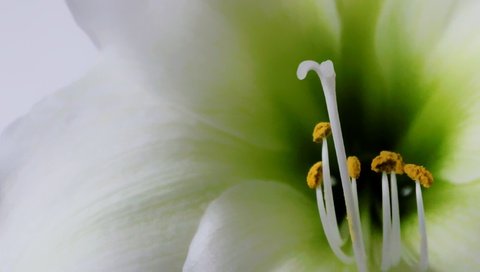 Обои цветок, лепестки, тычинки, лилия, пыльца, close up, крупным планом, flower, petals, stamens, lily, pollen, closeup разрешение 2725x1817 Загрузить