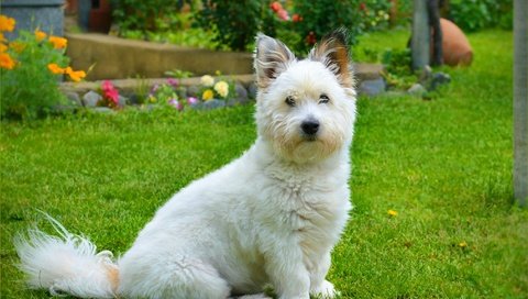 Обои трава, мордочка, взгляд, собака, вест-хайленд-уайт-терьер, grass, muzzle, look, dog, the west highland white terrier разрешение 3004x1932 Загрузить