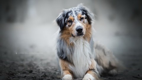 Обои мордочка, взгляд, собака, австралийская овчарка, muzzle, look, dog, australian shepherd разрешение 2560x1707 Загрузить