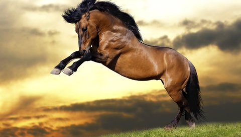 Обои небо, лошадь, трава, облака, закат, животные, прыжок, конь, грива, mane, the sky, horse, grass, clouds, sunset, animals, jump разрешение 2880x1800 Загрузить