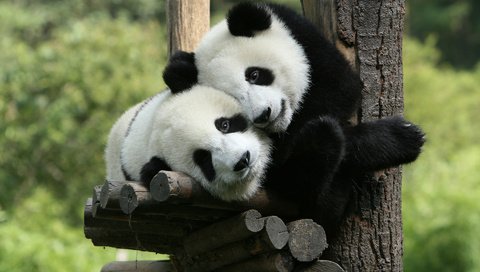 Обои дерево, панда, мишки, медведи, зоопарк, панды, tree, panda, bears, zoo разрешение 1920x1200 Загрузить