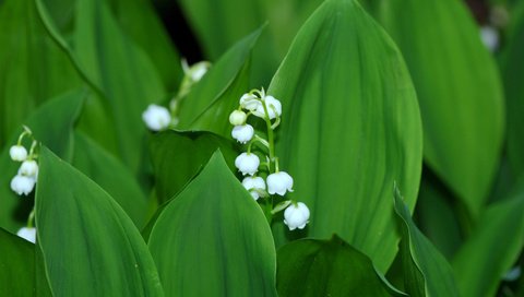 Обои цветы, листья, ландыши, весна, flowers, leaves, lilies of the valley, spring разрешение 3840x2400 Загрузить