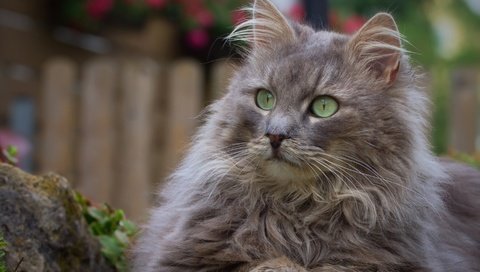 Обои кот, мордочка, усы, кошка, взгляд, зеленые глаза, cat, muzzle, mustache, look, green eyes разрешение 2880x1800 Загрузить