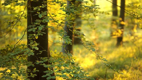 Обои свет, деревья, лес, листья, ветки, стволы, light, trees, forest, leaves, branches, trunks разрешение 1920x1200 Загрузить
