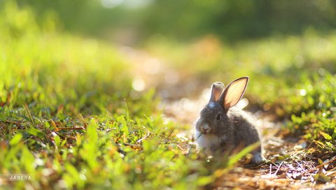 Обои трава, природа, ушки, кролик, заяц, зайчик, grass, nature, ears, rabbit, hare, bunny разрешение 2560x1600 Загрузить