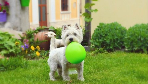 Обои трава, мордочка, взгляд, собака, щенок, шар, вест-хайленд-уайт-терьер, воздушный шарик, grass, muzzle, look, dog, puppy, ball, the west highland white terrier, a balloon разрешение 2968x1850 Загрузить