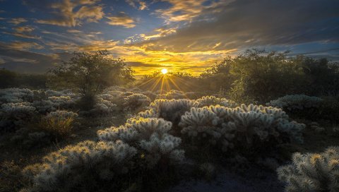 Обои небо, облака, солнце, природа, лучи, кактусы, мексика, luis lyons, the sky, clouds, the sun, nature, rays, cacti, mexico разрешение 1920x1200 Загрузить