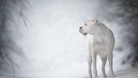 Обои зима, белый, собака, боке, дог, аргентинский дог, има, winter, white, dog, bokeh, the dogo argentino, ima разрешение 3600x2400 Загрузить