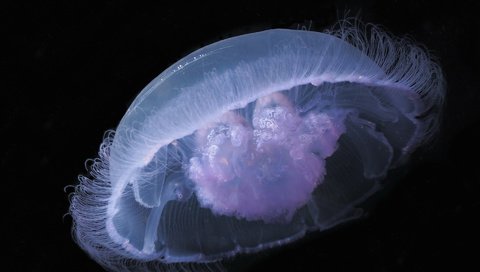 Обои черный фон, медуза, подводный мир, black background, medusa, underwater world разрешение 1920x1440 Загрузить
