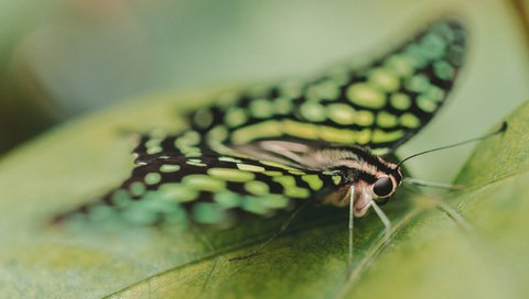 Обои насекомое, бабочка, крылья, лист, крупным планом, insect, butterfly, wings, sheet, closeup разрешение 2560x1600 Загрузить