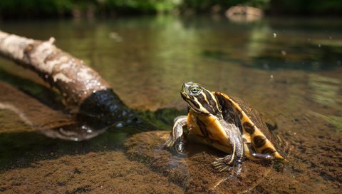 Обои вода, черепаха, панцирь, пресмыкающиеся, пресноводная черепаха, water, turtle, shell, reptiles разрешение 2560x1600 Загрузить