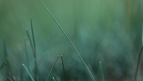 Обои трава, природа, зелень, макро, размытость, травинка, grass, nature, greens, macro, blur, a blade of grass разрешение 1920x1200 Загрузить