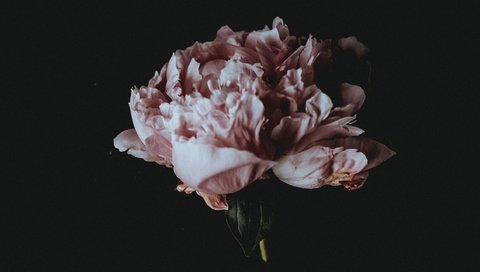 Обои цветок, лепестки, черный фон, пион, flower, petals, black background, peony разрешение 2560x1440 Загрузить