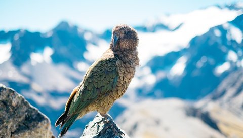 Обои небо, облака, птица, клюв, попугай, попугай кеа, the sky, clouds, bird, beak, parrot, parrot kea разрешение 5000x3333 Загрузить