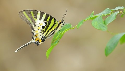 Обои ветка, листья, насекомое, бабочка, крылья, усики, branch, leaves, insect, butterfly, wings, antennae разрешение 2048x1365 Загрузить