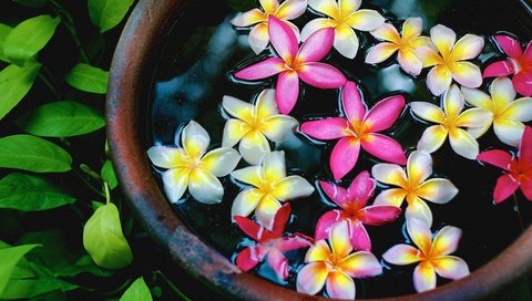 Обои цветы, вода, лепестки, чаша, плюмерия, flowers, water, petals, bowl, plumeria разрешение 4896x3264 Загрузить