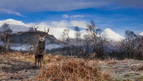 Обои небо, облака, горы, олень, рога, сухая трава, the sky, clouds, mountains, deer, horns, dry grass разрешение 2048x1367 Загрузить