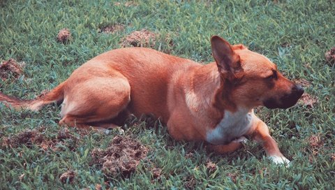 Обои трава, собака, лежит, grass, dog, lies разрешение 3008x2000 Загрузить