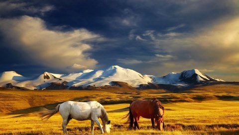 Обои небо, трава, облака, горы, поле, лошади, кони, the sky, grass, clouds, mountains, field, horse, horses разрешение 2400x1502 Загрузить