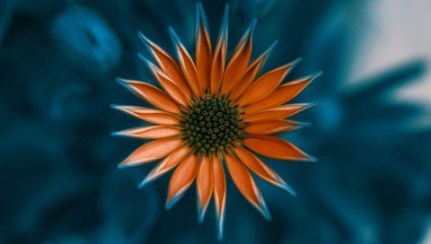 Обои цветок, лепестки, оранжевый, газания, flower, petals, orange, gazania разрешение 2000x1309 Загрузить