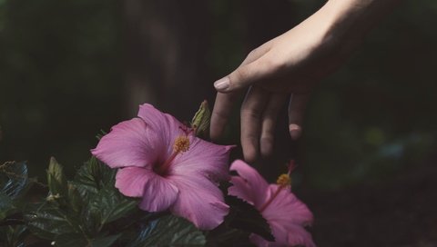 Обои цветы, рука, гибискус, flowers, hand, hibiscus разрешение 4529x3456 Загрузить